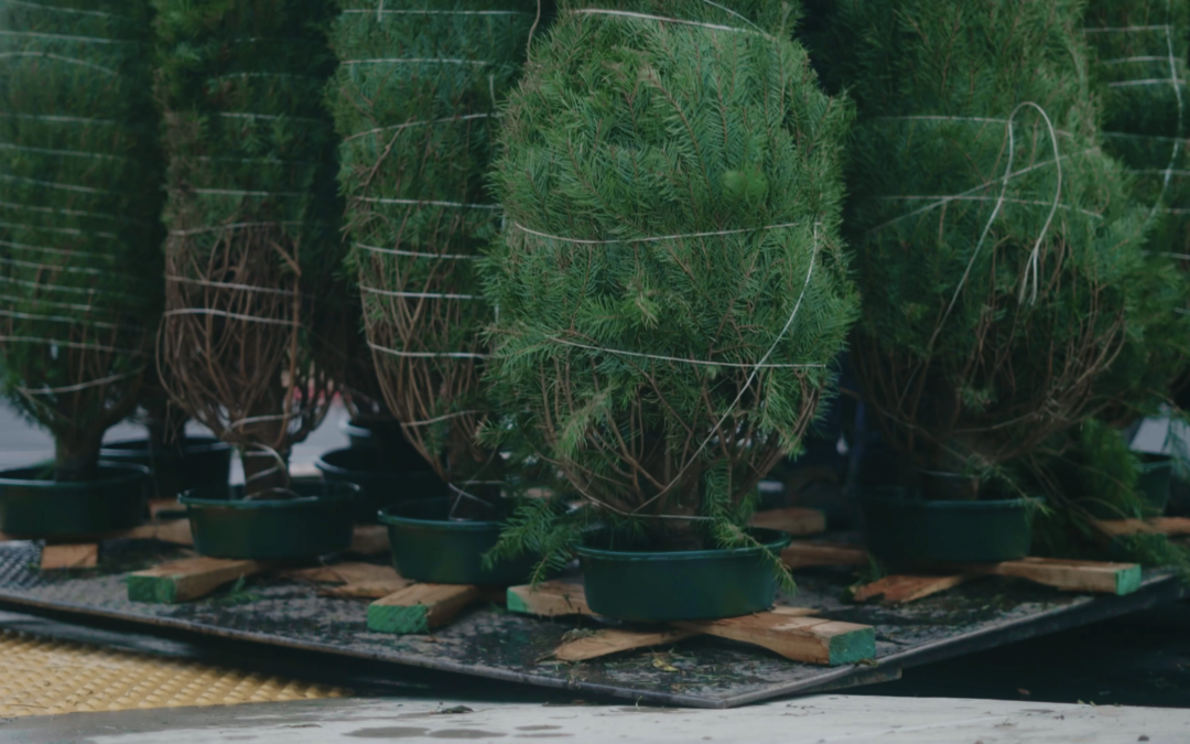 Jim and Rita Ciccarelli Memorial Christmas Trees Giveaway