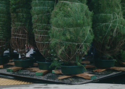 Jim and Rita Ciccarelli Family Memorial Christmas Trees Giveaway